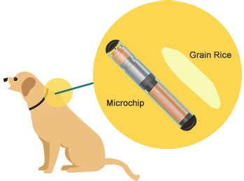 microchip placement for dog